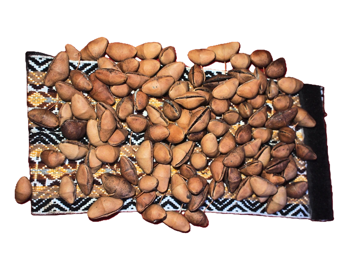 Chajchas Seed Shaker Anklet | Andean Percussion