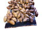 Chajchas Seed Shaker Anklet | Andean Percussion