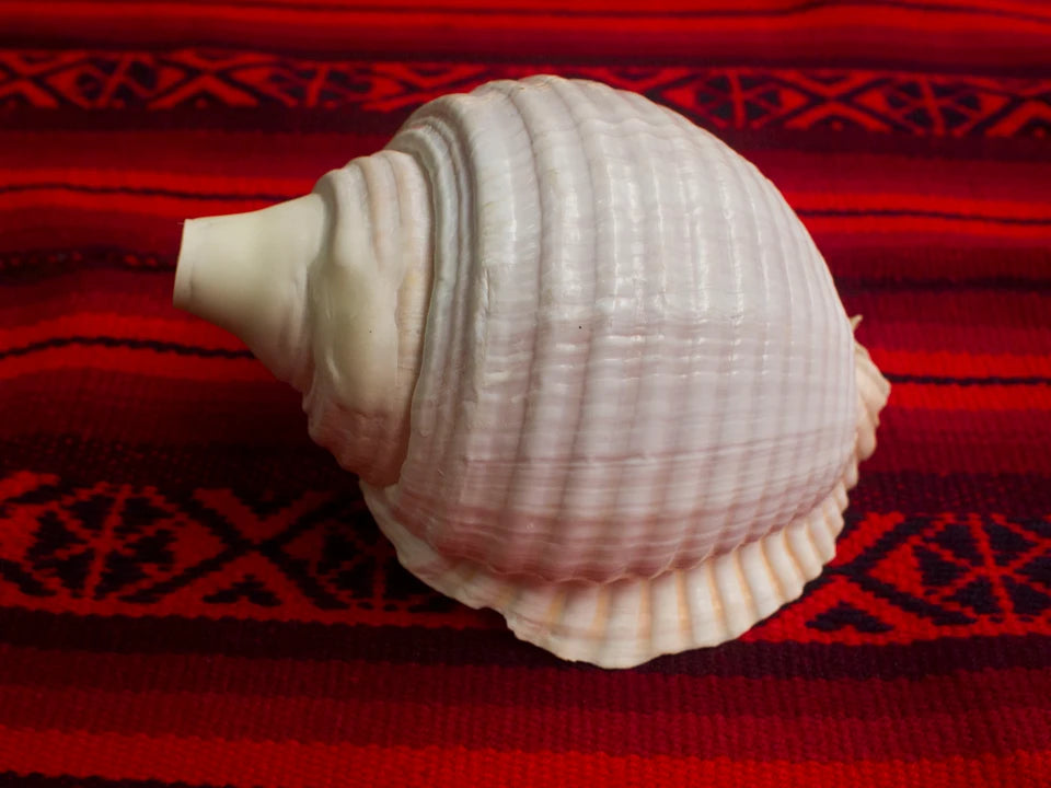 Pututu | Sea Snail Shell Horn | Andean Wind Instrument
