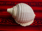 Pututu | Sea Snail Shell Horn | Andean Wind Instrument