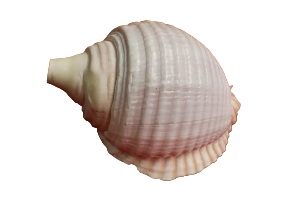 Pututu | Sea Snail Shell Horn | Andean Wind Instrument