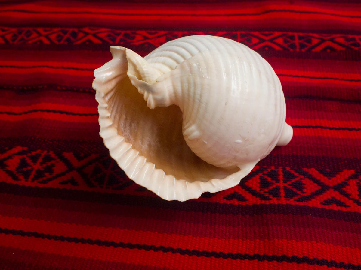 Pututu | Sea Snail Shell Horn | Andean Wind Instrument
