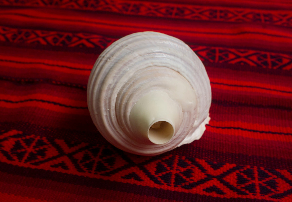 Pututu | Sea Snail Shell Horn | Andean Wind Instrument